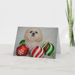 Cartão De Festividades Shiz Tzu com decoração de natal