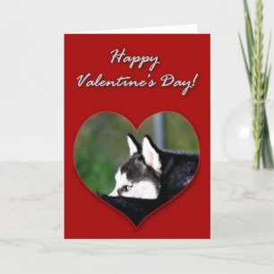 Cartão De Festividades Siberian Husky Valentines Day Card
