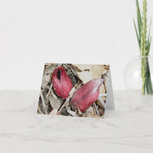 Cartão De Festividades Skunk Cabbage Bloom (Symplocarpus foetidus (L.)