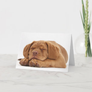 Cartão De Festividades Sleepy French Mastiff Puppy