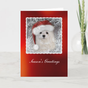 Cartão De Festividades Snowdrop the Maltese Christmas Card