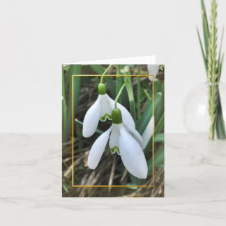 Cartão De Festividades Snowdrops com beira do ouro