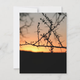 Cartão De Festividades Sol africano com silhueta espinhal de acácia