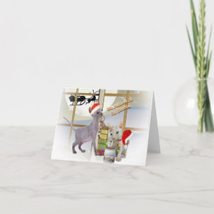 Cartão De Festividades Sphynx Kitten's Believe In Santa