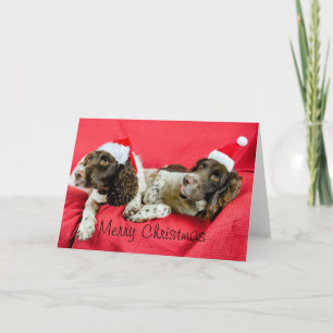 Cartão De Festividades Springers