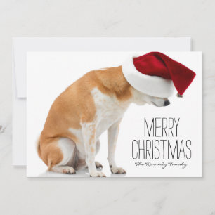 Cartão De Festividades Studio shot of Shiba Inu dog wearing Santa hat