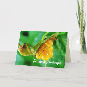 Cartão De Festividades summer greeting card