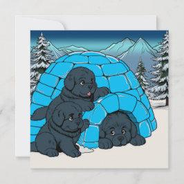 Cartão De Festividades Super tranquilo cachorro Newfoundland
