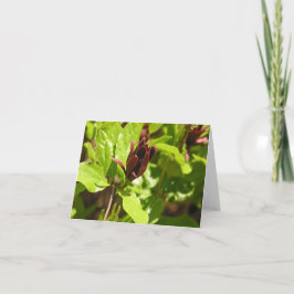 Cartão De Festividades Sweetshrub (floridus do Calycanthus)