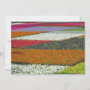 Cartão De Festividades Tapete de Flores