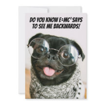 Teoria engraçada do animal cachorro pug chinês fof