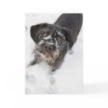 Terrier com um Natal nevado do nariz