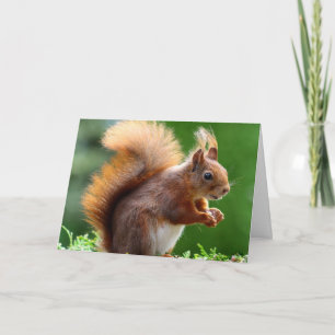 Cartão De Festividades The Squirrel Valentine Card