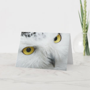 Cartão De Festividades The Yellow Eyed Owl Valentine Card
