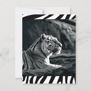 Cartão De Festividades Tigre preto e branco