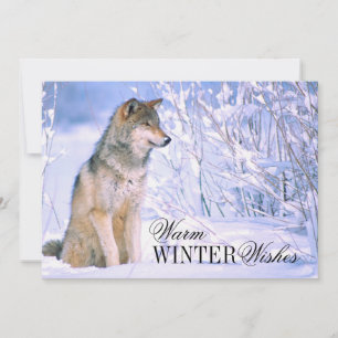 Cartão De Festividades Timber Wolf Sentado em Neve