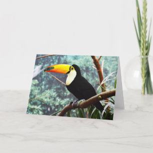 Cartão De Festividades Toucan