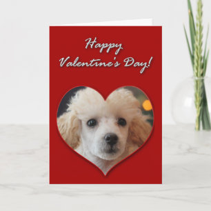 Cartão De Festividades Toy Poodle puppy Valentines Day Card