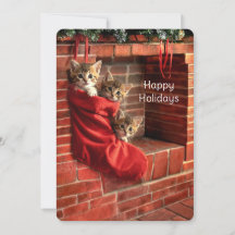 Três gatinhos numa meia de Natal