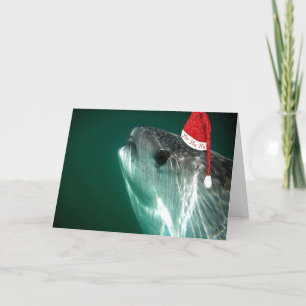 Cartão De Festividades Tubarão de baleia de HoHoHo