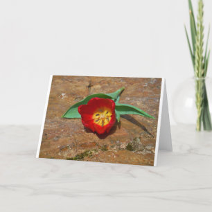 Cartão De Festividades Tulipa Vermelha primavera