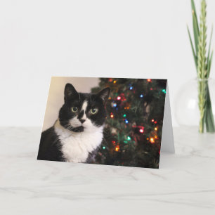 Cartão De Festividades Tuxedo Cat Christmas Card