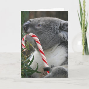 Cartão De Festividades Urso Koala, na Austrália, no Natal