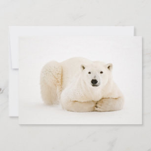 Cartão De Festividades Urso Polar Descansado no Gelo da Baía de Hudson