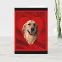 Valentine do Golden Retriever