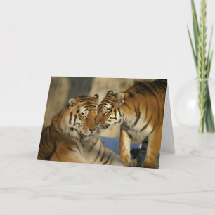Cartão De Festividades Valentine's Day Tigers Greeting Card