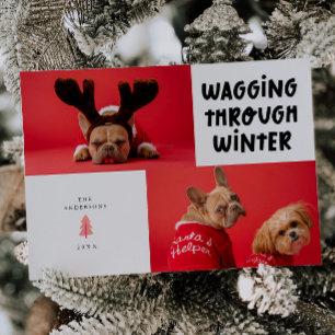Cartão De Festividades Vassoura Através De Foto De Pet Branco De Inverno
