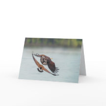 Vazio da Vida Selvagem Balda e Ganso