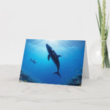 Viagem do Gentil Giant