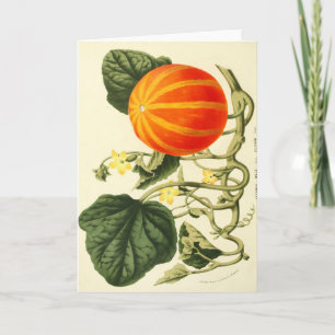 Cartão De Festividades Vintage botanical print of pumpkin.
