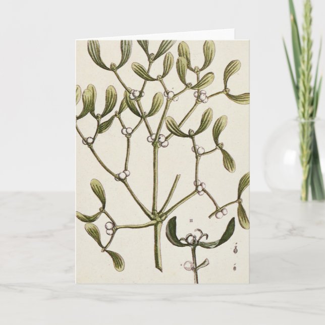 Cartão De Festividades Visco "de um erval curioso", 1782 (Frente)