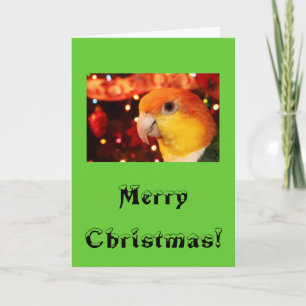 Cartão De Festividades White Bellied Caique Parrot Merry Christmas