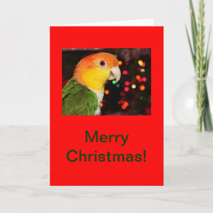 Cartão De Festividades White Bellied Caique Parrot Merry Christmas