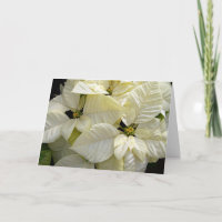 White Poinsettias