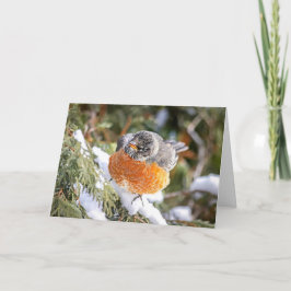 Cartão De Festividades Winter Robin Christmas Card
