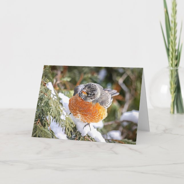 Cartão De Festividades Winter Robin Christmas Card (Frente)