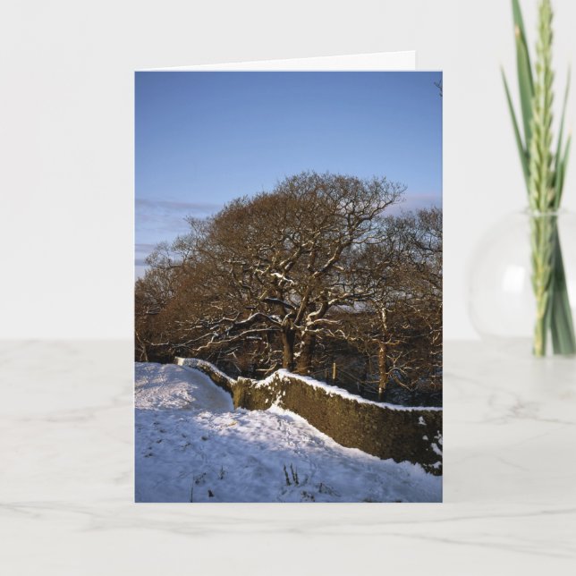 Cartão De Festividades Winter Tree Lyme Handley Cheshire (Frente)