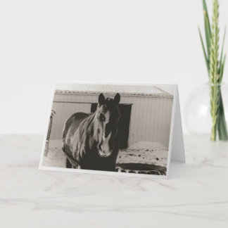 Cartão De Festividades Winter Willy