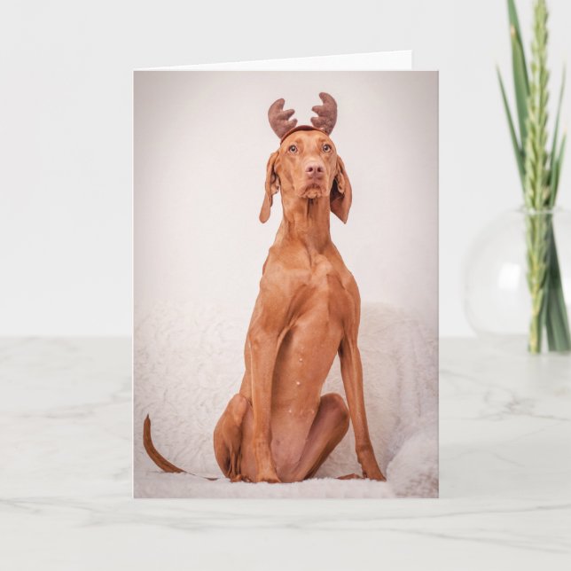 Cartão De Festividades Xmas Card/Christmas Card “Magyar Vizsla " (Frente)