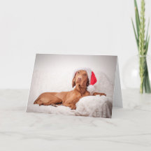 Xmas Card/Christmas Card “Magyar Vizsla "