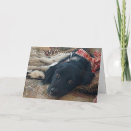 Cartão De Festividades Xmas customizável de Notecard do feriado do cão de