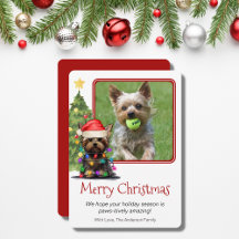 Yorkshire Terrier Christmas Pet Dog One Photo