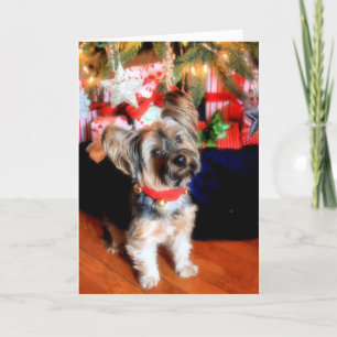 Cartão De Festividades Yorkshire Terrier in bell collar with Christmas