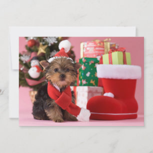 Cartão De Festividades Yorkshire Terrier Puppy e Natal
