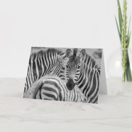 Cartão De Festividades Zebras, África do Sul