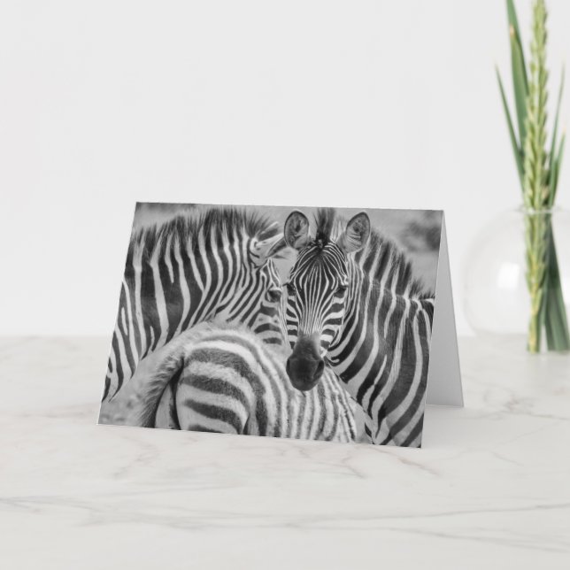 Cartão De Festividades Zebras, África do Sul (Frente)